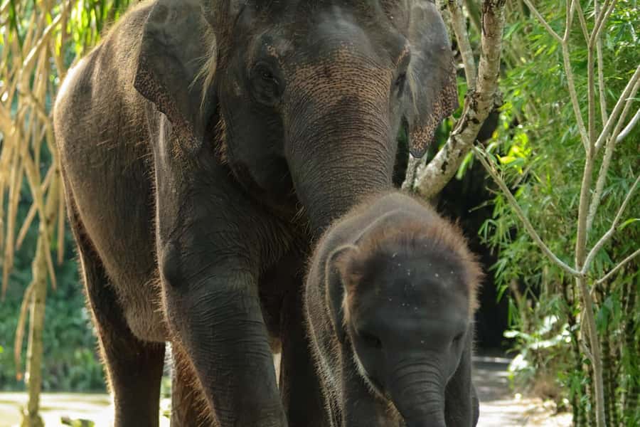 Bali Zoo: Behind Closed Doors Afternoon Safari Guided Tour - Why the after-hours Bali Zoo experience feels different