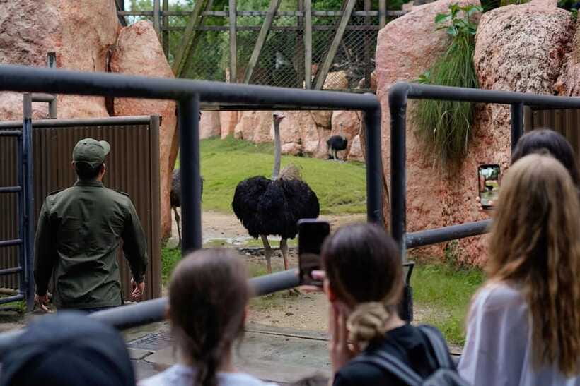 Bali Zoo: Behind Closed Doors Afternoon Safari Guided Tour - Close encounters with orangutans and elephants, plus other feeding moments