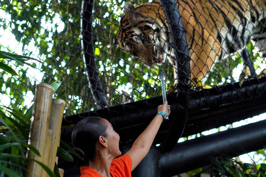 Bali Zoo: Behind Closed Doors Afternoon Safari Guided Tour - Behind-the-scenes access as the zoo turns nocturnal