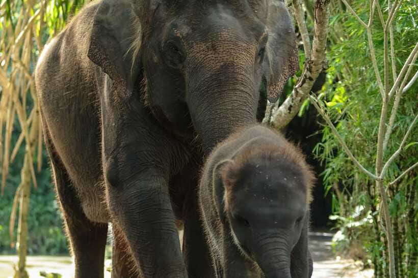 Bali Zoo: Behind Closed Doors Afternoon Safari Guided Tour - The photo reality: how to get natural shots without fighting the moment