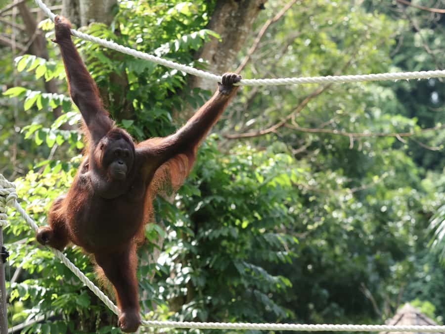 Bali Zoo: Breakfast with the Orangutans - Who Should Book This, and Who Might Want a Different Plan