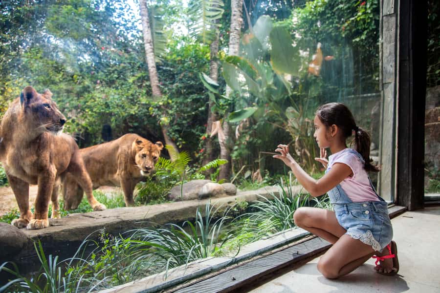 Bali Zoo Entrance Ticket - Key highlights at Bali Zoo Entrance Ticket