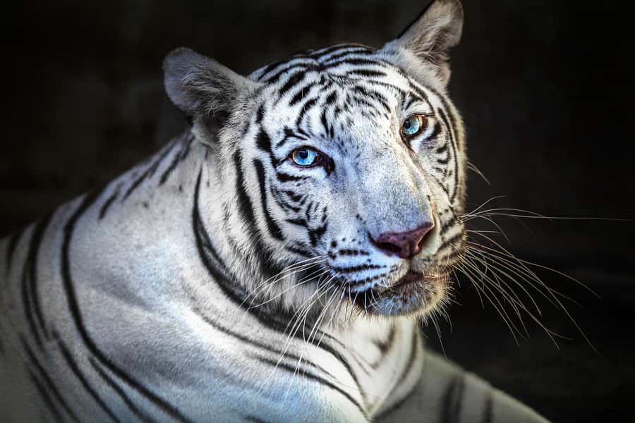 Bali Zoo Entrance Ticket - Bali Zoo Entrance Ticket, what the one-day ticket really gets you