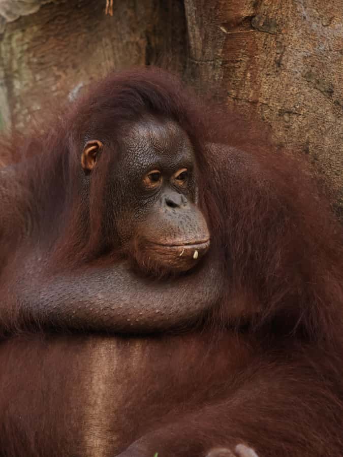 Bali Zoo: Guided Breakfast With Observing Orangutans - Key points to know before you go