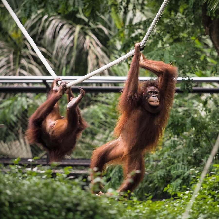 Bali Zoo: Guided Breakfast With Observing Orangutans - Zoo Time After Breakfast: Birds and a Manageable Morning Loop