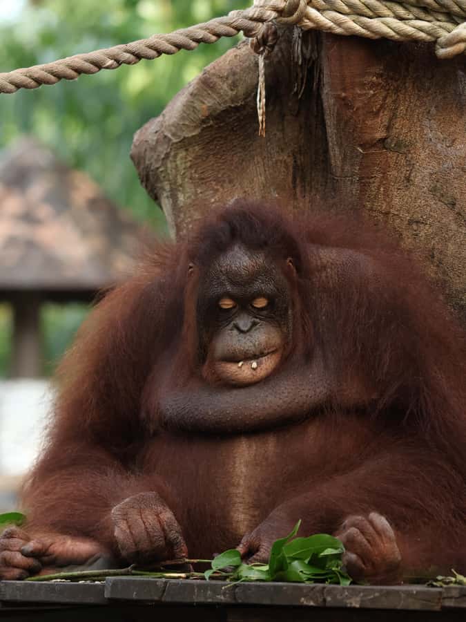 Bali Zoo: Guided Breakfast With Observing Orangutans - Who This Bali Zoo Breakfast Experience Is For