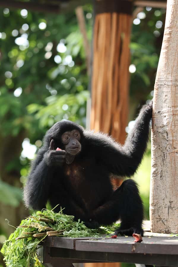 Bali Zoo: Guided Breakfast With Observing Orangutans - FAQ