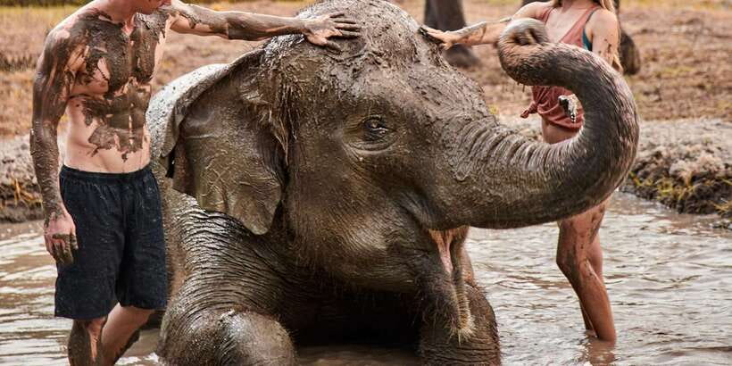 Bali Zoo: Guided Ethical Elephant Care Experience - Feeding, Trunk Water, and Scrubbing With Brushes
