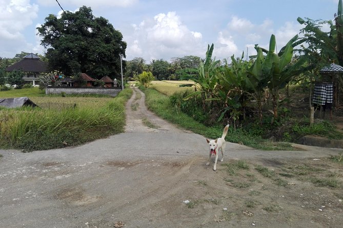 Balinese Cooking Class at Organic Farm - Key Points Before You Cook