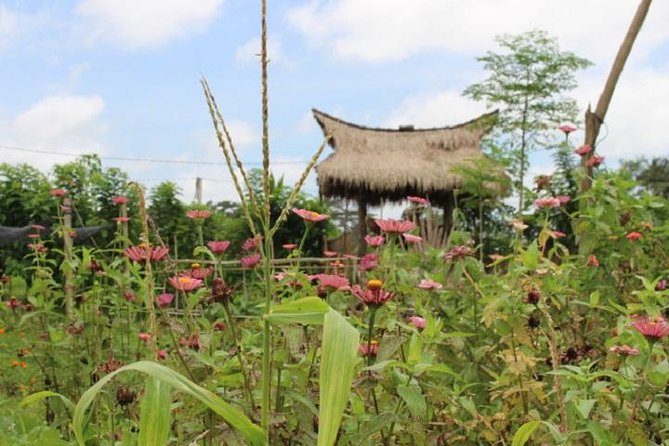 Balinese Cooking Class at Organic Farm - The 5-Hour Schedule and How Pickup Works Around Ubud