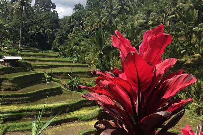 Balinese Life Style Tour - The Morning Setup: Pickup, Timing, and How the Day Flows