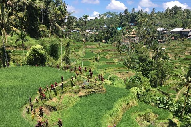 Balinese Life Style Tour - Price and Value: What $74 Really Buys You