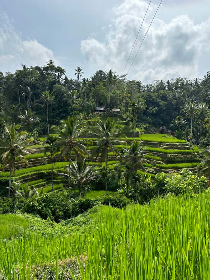Balinese Spiritual Cleansing by Traditional Method - Pura Mengening: holy water temple time, rules, and how to feel ready