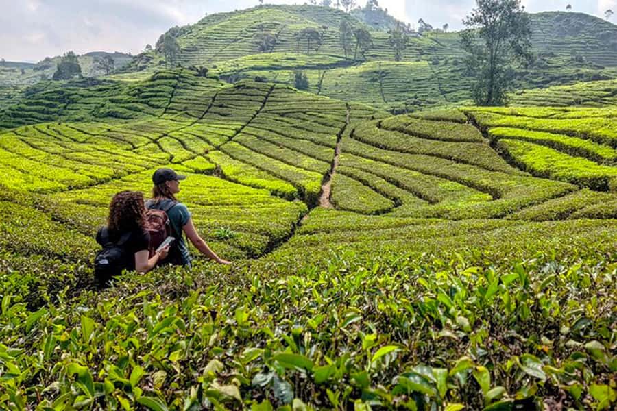 Bandung: White Crater, Scenic Tea Plantations & Hot Spring - Kawah Putih and Rengganis Crater: The volcanic color show