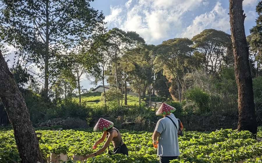 Bandung: White Crater, Scenic Tea Plantations & Hot Spring - Private vs open tour: Picking the right pace for you