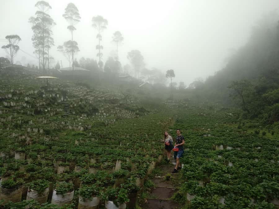 Bandung : White Crater, Tea Plantation Tour Guide Bandung - Rengganis Suspension Bridge and the lake area: optional fun with separate costs