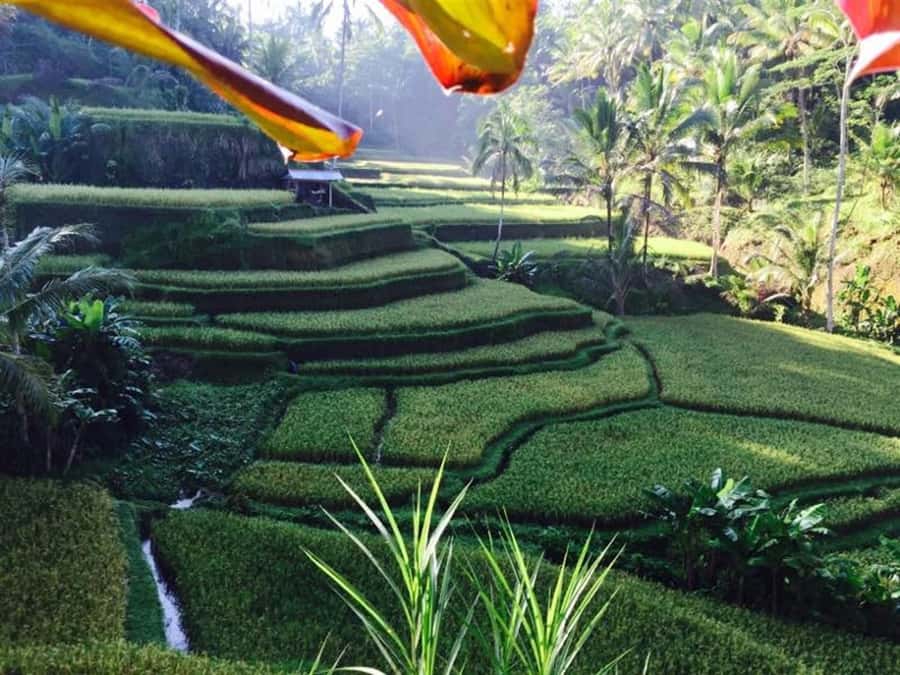 Banyumala Waterfall Trek, Bedugul and Lake Beratan Tour - Pickup at 8:00 AM and the Candi Kuning Fruit and Flower Market Moment