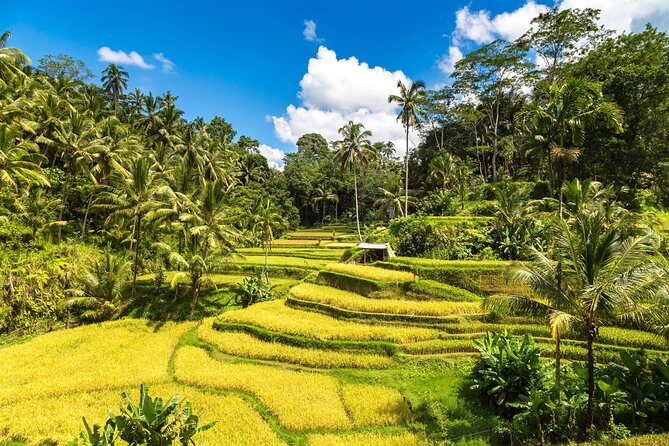 Best of Ubud 1-Day Private Tour - Private Ubud, One Day, No Guessing What to Do Next