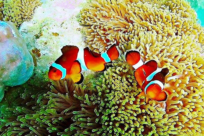 Bintan Snorkeling Tour - What “Private” Really Changes for Your Snorkeling Hours