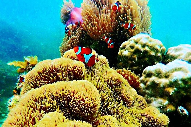 Bintan Snorkeling Tour - Getting There: Pickup, Two-Way Transfers, and the Boat Ride Feeling