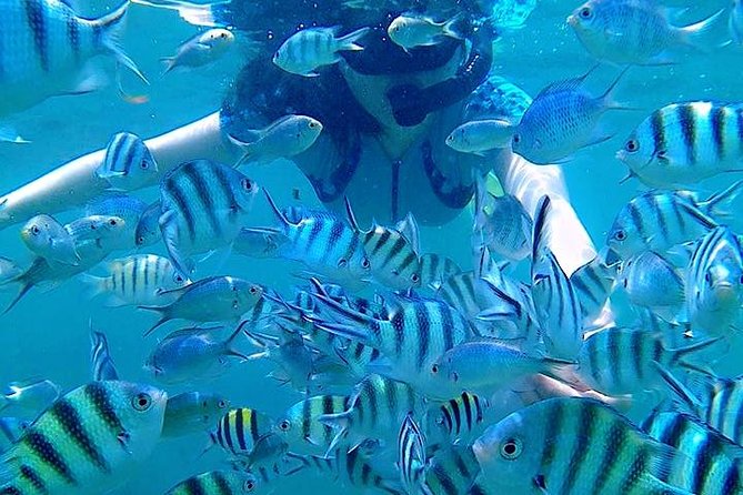Bintan Snorkeling Tour - Price and Value: What $50.03 Really Buys You in Bintan