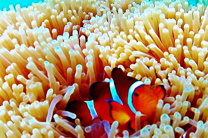 Bintan Snorkeling Tour - On the Kelong: Gear, Life Jacket, and How You Actually Get Better Results
