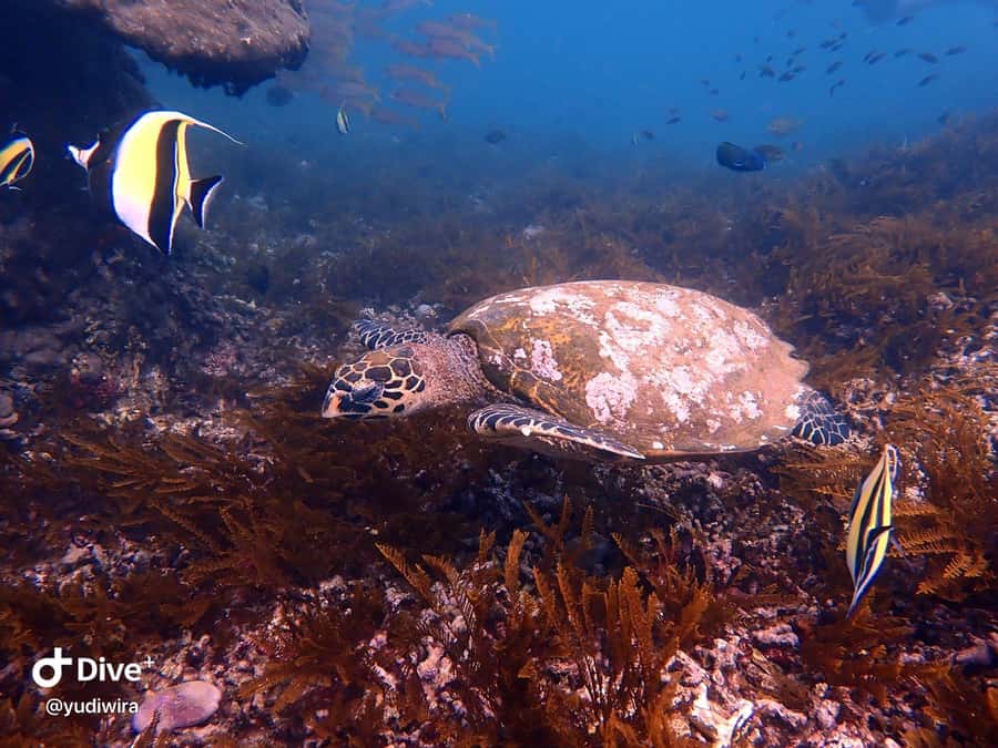 Blue Lagoon and Tanjung Jepun Snorkeling Tour - Why the water is so important for beginners and families