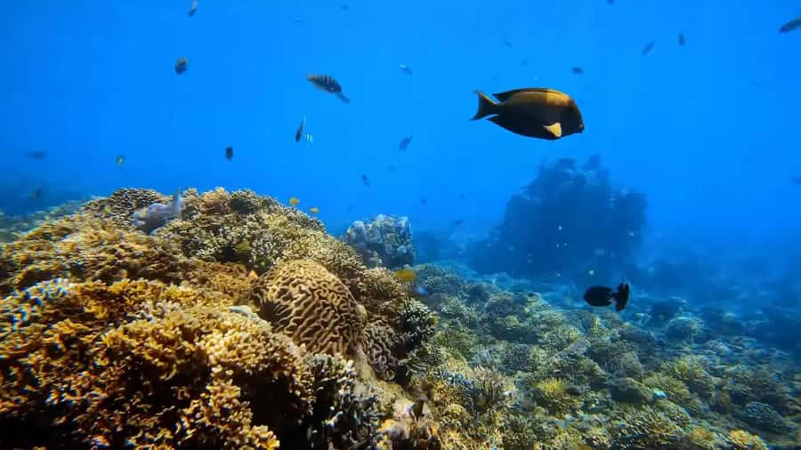Blue Lagoon and Tanjung Jepun Snorkeling Tour - The included gear and your post-snorkel rinse