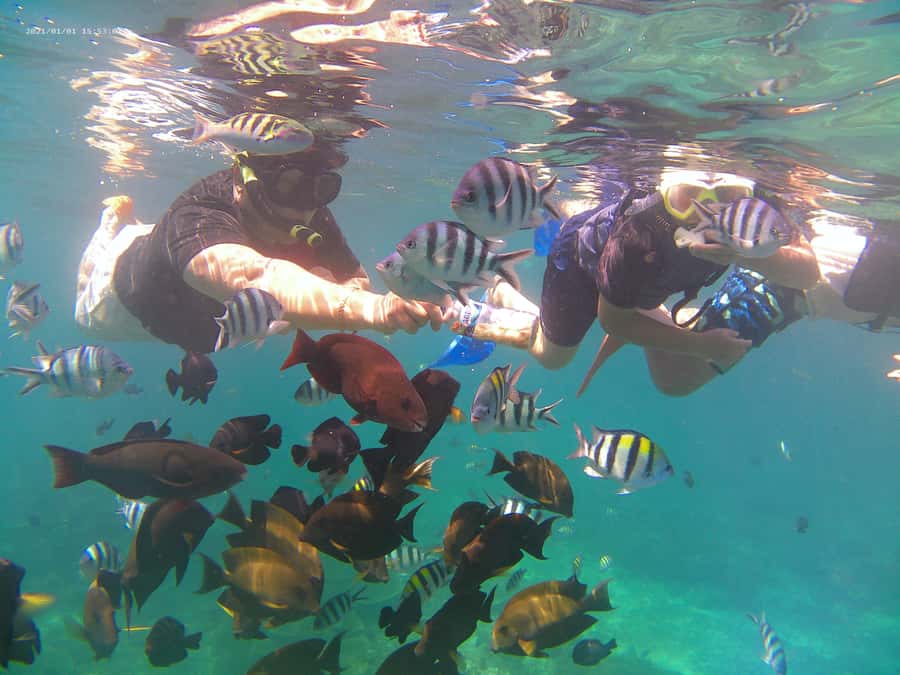 Blue Lagoon and Tanjung Jepun Snorkeling Tour - Price and what $15 actually buys you in Bali