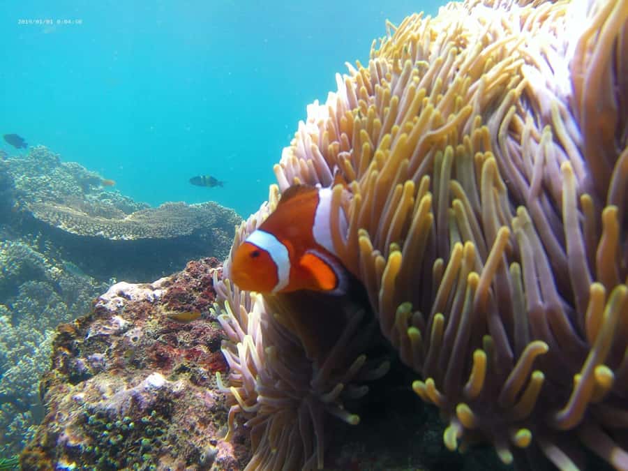 Blue Lagoon and Tanjung Jepun Snorkeling Tour - Best time to go: the calmest window is 9:00 AM to 1:00 PM