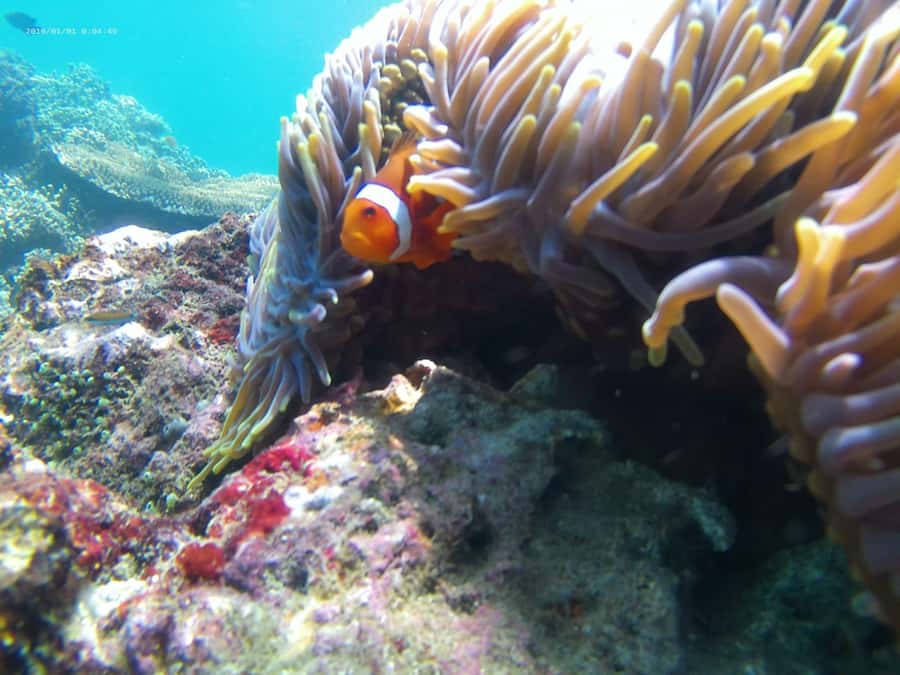 Blue Lagoon and Tanjung Jepun Snorkeling Tour - What to bring so the day feels smooth