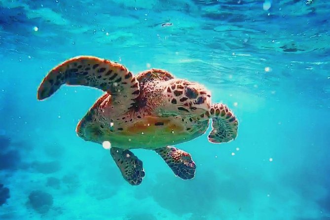 Blue Lagoon Bali Snorkeling Experience - The day’s rhythm: pickup, gear, and 7 to 12 hours that move