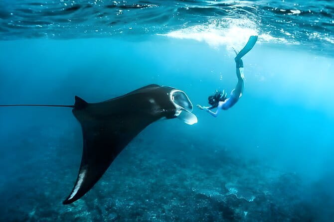 Blue Lagoon Snorkeling with Lunch and Private Transport - Stop 2: Tanjung Jepun by traditional boat, with bigger “wow” chances
