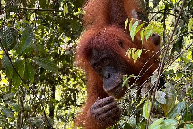 Bukit lawang 2 Day 1 Night with camping - Key highlights you should care about