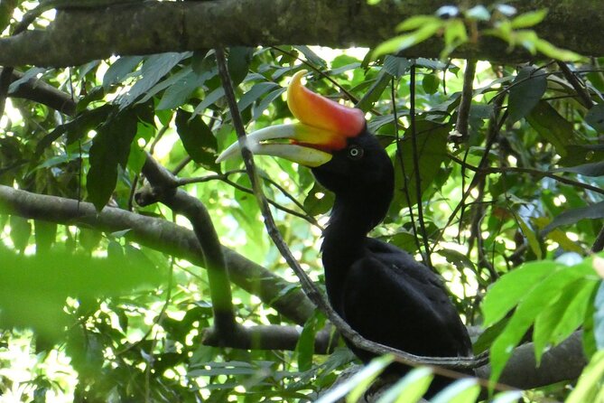 Bukit lawang 2 Day 1 Night with camping - Wildlife viewing: orangutans, plus what else you might spot