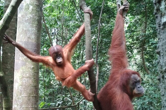 Bukit lawang 2 Day 1 Night with camping - Day 1 details: 5 to 6 hours in the jungle, ending with the river ride