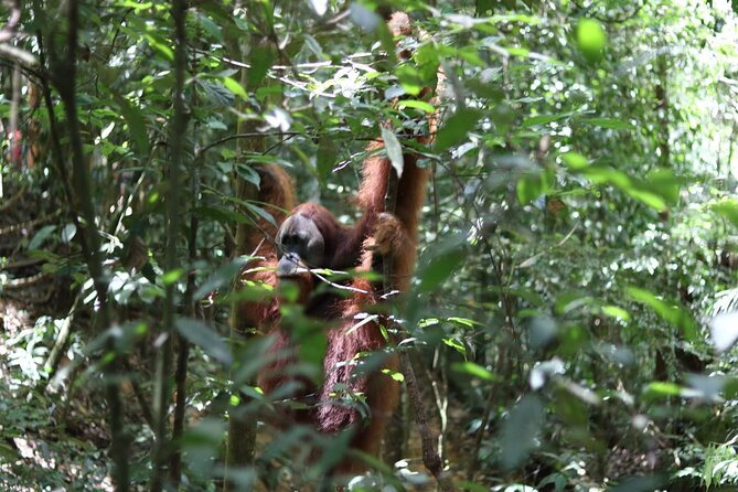 Bukit Lawang Full Day Jungle Trek - Key things to know before you go