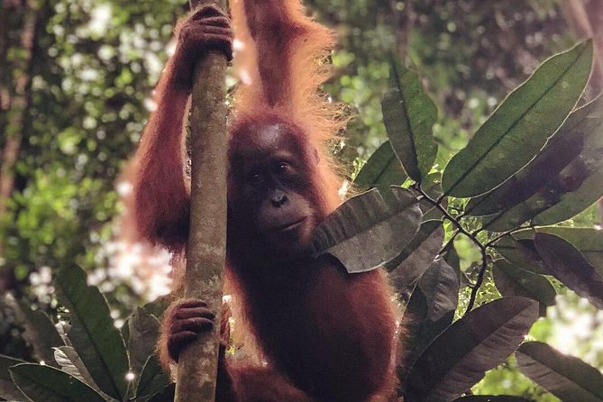 Bukit Lawang Full Day Jungle Trek - Meeting at 9:00 am: transfers, group size, and how the day starts