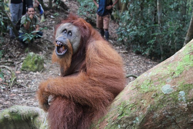 Bukit Lawang Full Day Jungle Trek - Your guide does the wildlife work, from Selamat to Ian and Eric