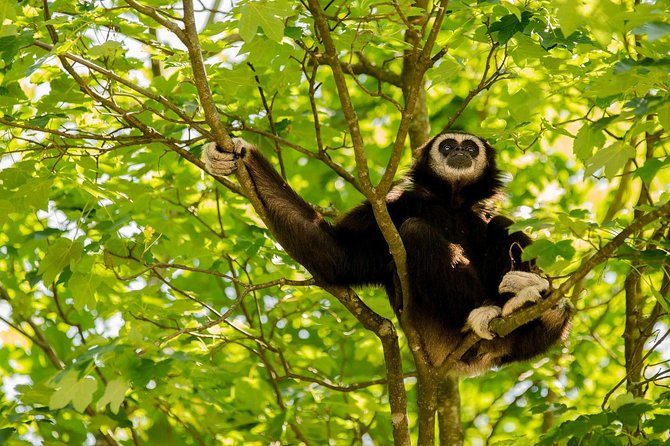Bukit Lawang Full Day Jungle Trek - Price and value check around $72