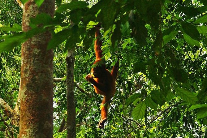 Bukit Lawang Full Day Jungle Trek - 5 to 6 hours of rainforest walking: pace, breaks, and terrain