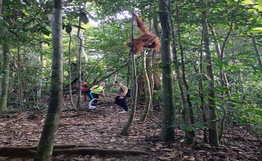 Bukit Lawang: Orangutan Tour & Wonderful Jungle View - Key things that make this Bukit Lawang day tour stand out