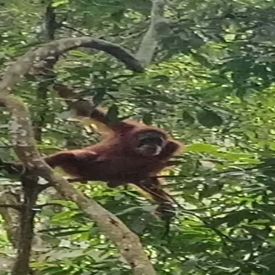 Bukit Lawang: Orangutan Tour & Wonderful Jungle View - Food, fruit, and the “keep going” energy plan
