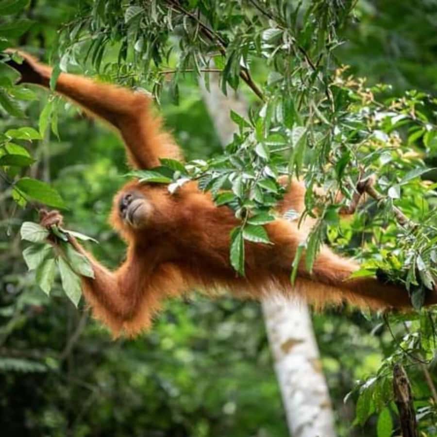 Bukit Lawang: Orangutan Tour & Wonderful Jungle View - Price and logistics: is $117 a smart deal for a one-day trek?