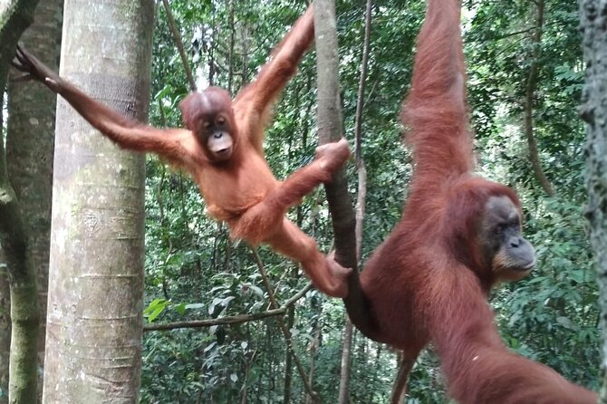 Bukit lawang tour 3days-2 night jungle trekking including rafting - Price and What $193.50 Buys You in Real Life