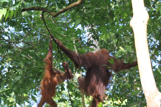 Bukit lawang tour 3days-2 night jungle trekking including rafting - Day 2: River Breakfast, Then 6 to 7 Hours for More Wildlife Chances