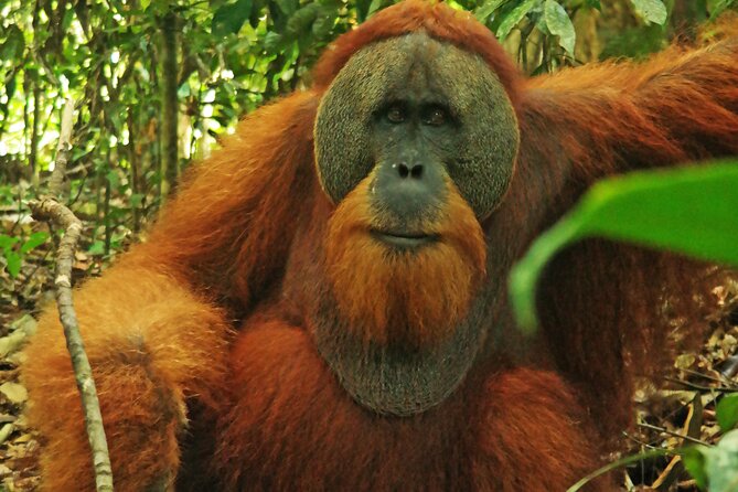 Bukit lawang tour 3days-2 night jungle trekking including rafting - Day 3 Options Near Camp: Short Trek or River Relaxation