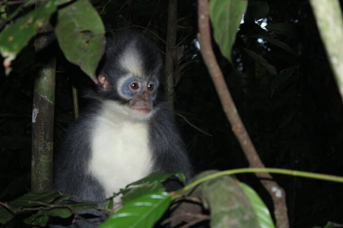 Bukit lawang tour 3days-2 night jungle trekking including rafting - Where You Meet, How Pickup Works, and What to Expect on Timing