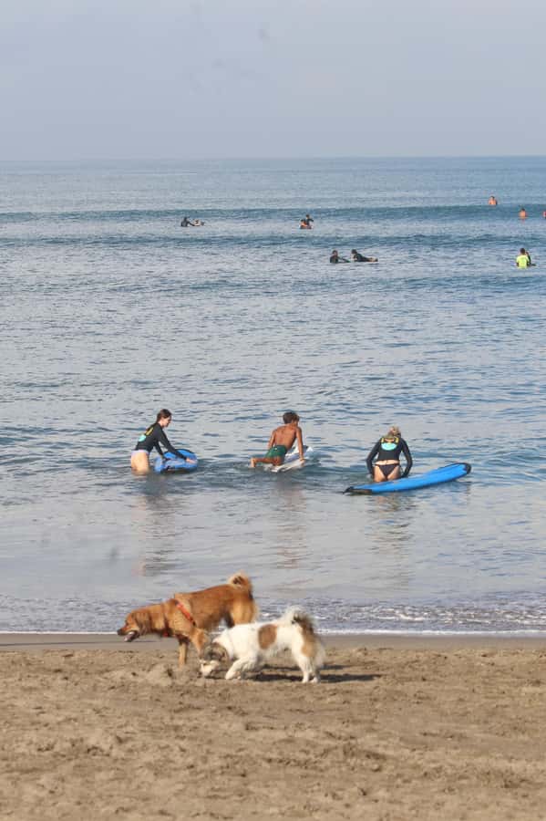 Canggu: 2-Hour Surf Course - Price and value: why $23 can make sense in Canggu