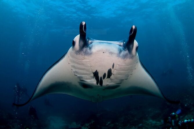 Certified Scuba Dive with Manta Rays (Open Water Diver minimum) - Key things that make this manta package worth your time